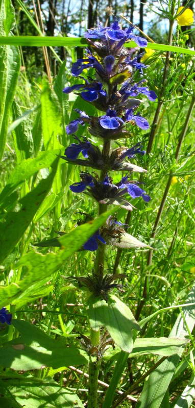 Ajuga genevensis+Flora of Bald Mountain