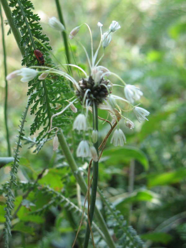 Allium podolicum+Flora of Bald Mountain