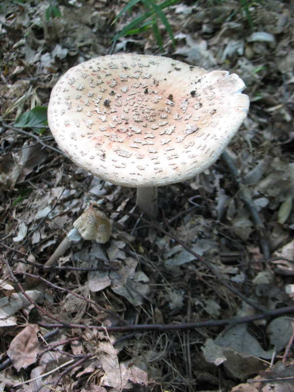 Мухомор червоніючий, Amanita rubescens…