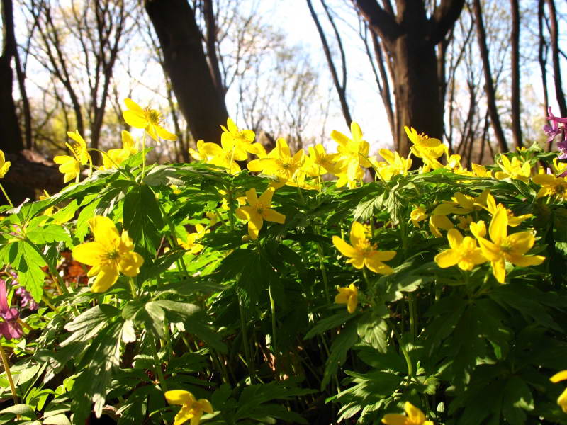 Anemonoides ranunculoides+Flora of…