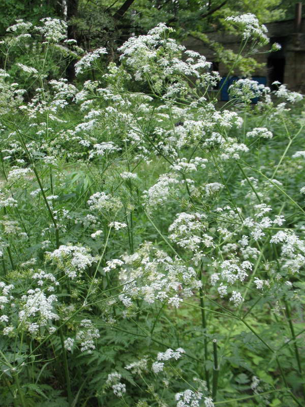 Anthriscus sylvestris+Flora of Bald…