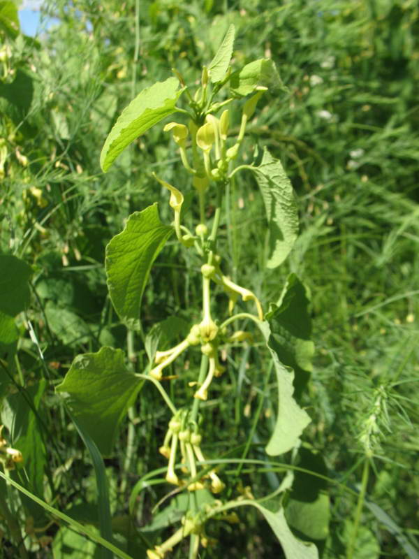 Кирказон обыкновенный (Aristolochia…