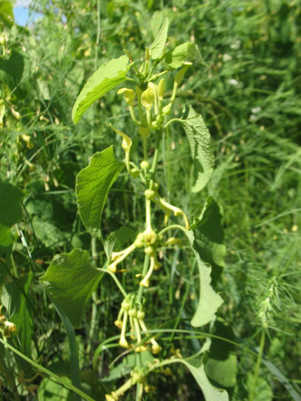 Aristolochia clematitis+Flora of Bald…