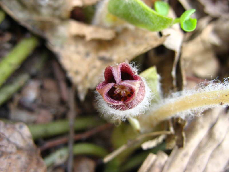 Цветки копытняка европейского (Asarum…