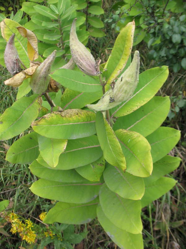 Ваточник сирийский (Asclepias syriaca)…