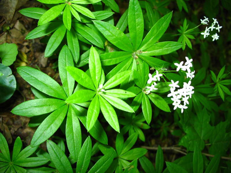 Asperula odorata+Flora of Bald Mountain