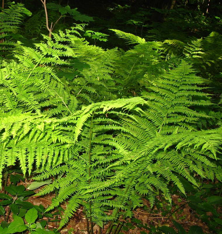 Athyrium felix-femina+Flora of Bald…