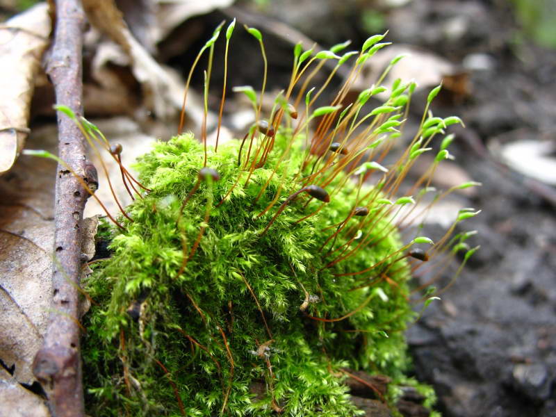 Moss (Brachytecium sp.)+Flora of Bald…