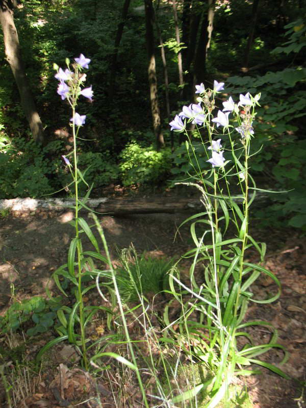 Колокольчик персиколистный (Campanula…