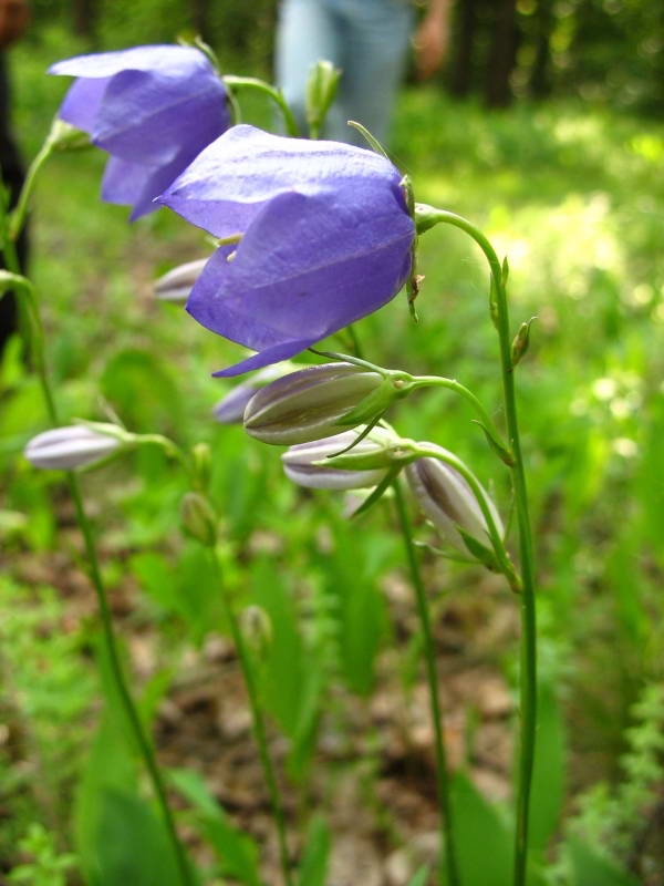 Дзвоники персиколисті (Campanula…