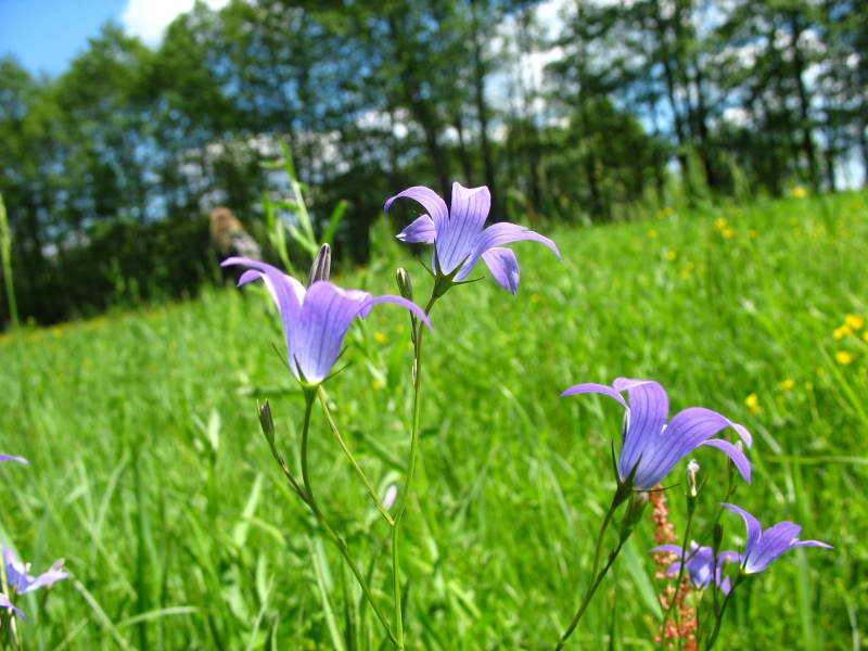 Campanula rapunculus+Flora of Bald…