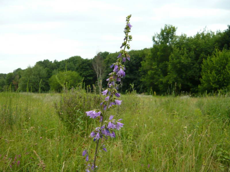 Campanula bononiensis+Flora of Bald…