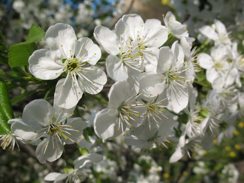 Cerassus avium+Flora of Bald Mountain