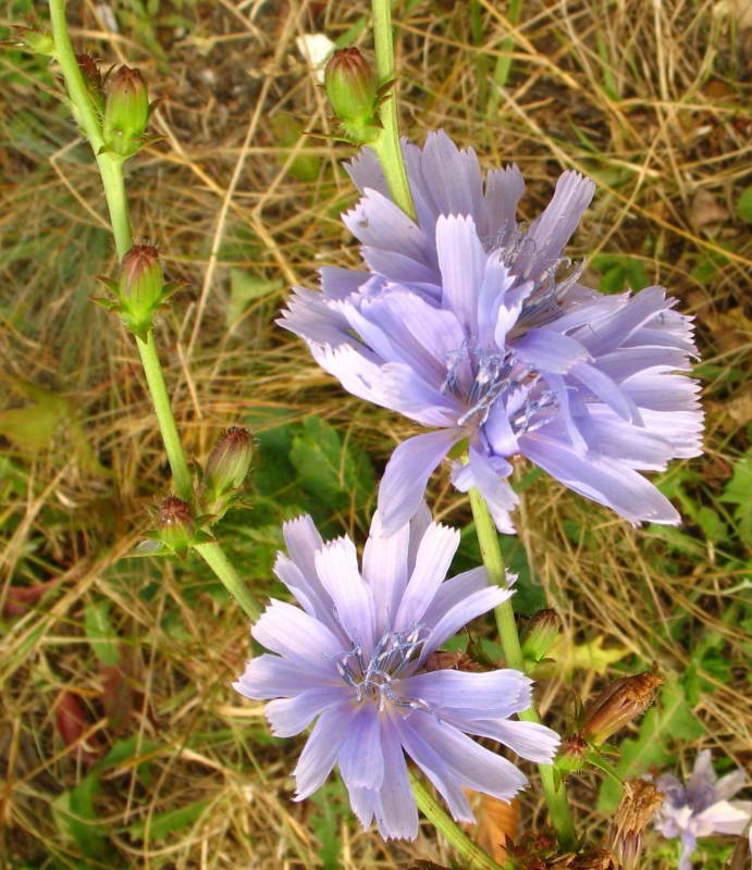 Cichorium intybus+Flora of Bald Mountain