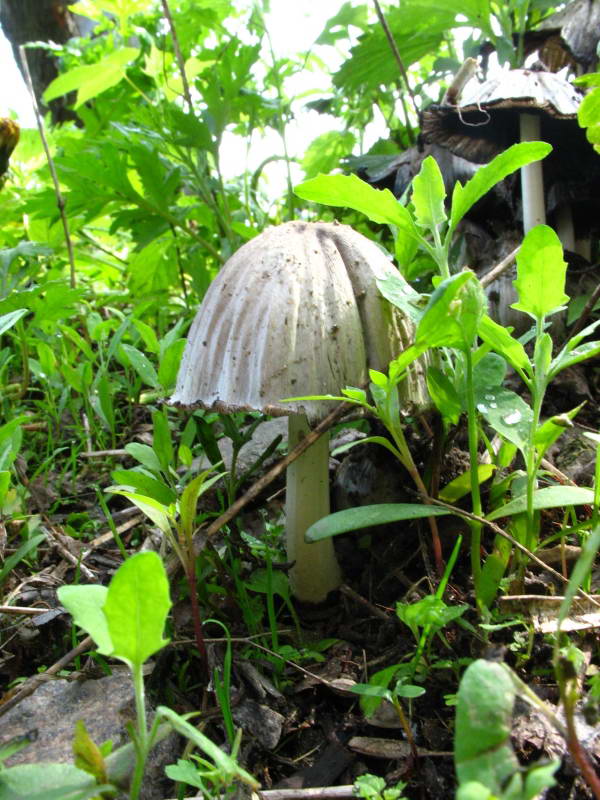 Coprinus atramentatus+Flora of Bald…