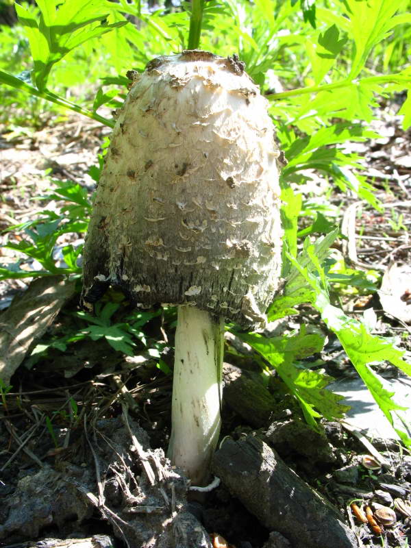 Навозник белый, Coprinus comatus (O.F.…