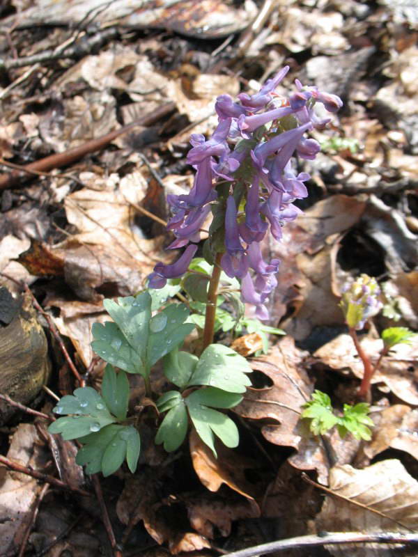 Corydalis solida+Flora of Bald Mountain