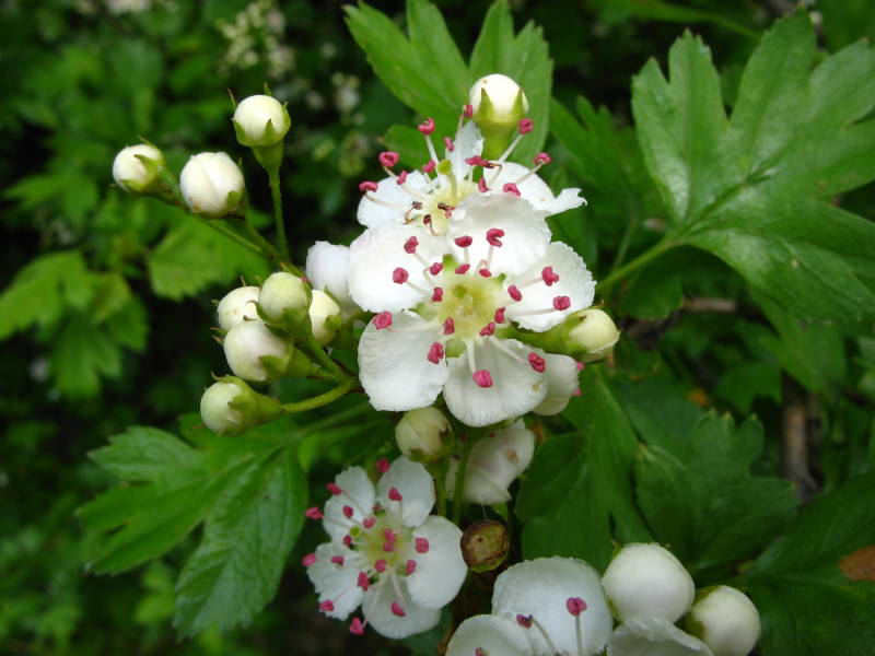 Глід кривоствопчиковий (Crataegus…