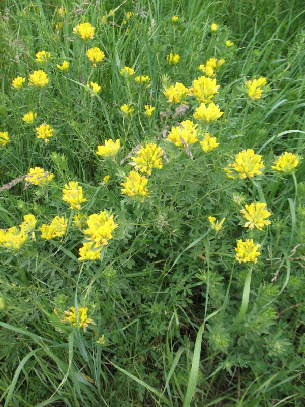 Cytisus austricus+Flora of Bald Mountain