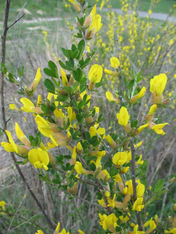 Зиновать русская (Cytisus…