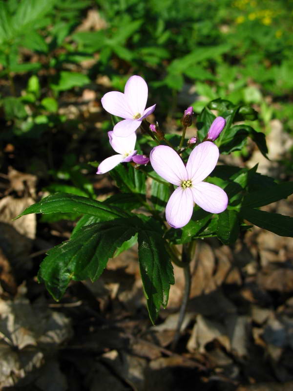 Dentaria quencuilfolia+Flora of Bald…