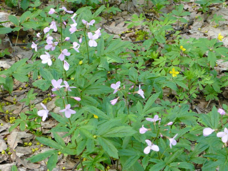 Dentaria quinquefolia+Flora of Bald…