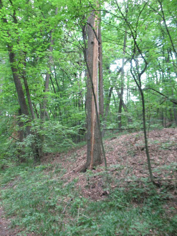 Oak (Quercus robur) +Flora of Bald…