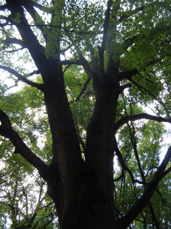 The 3 century-old “Totleben oak”