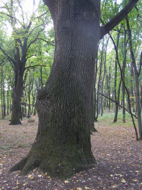 The 3 century-old “Totleben oak” on…