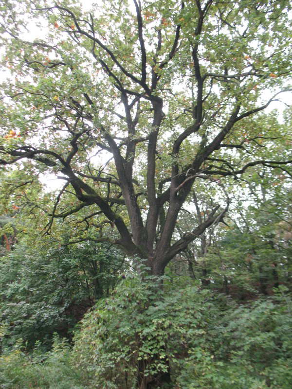 Oak in reduit, 2011+Flora of Bald…