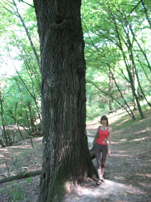 Gigant oak in Vestern ravine+Flora of…
