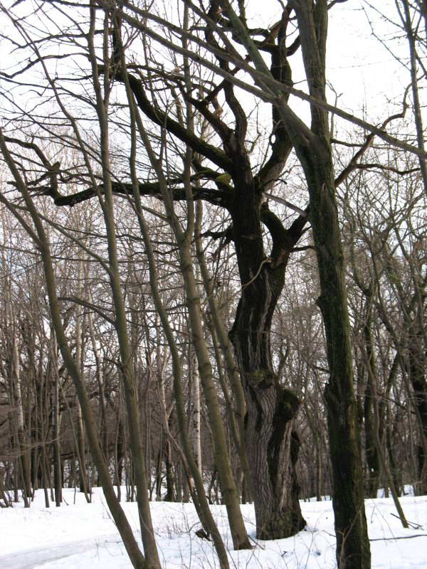 Старий дуб взимку, Лиса гора+Флора…