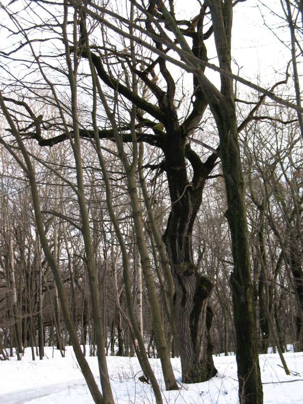 Old oak in vinter, Bald Mountain+Flora…