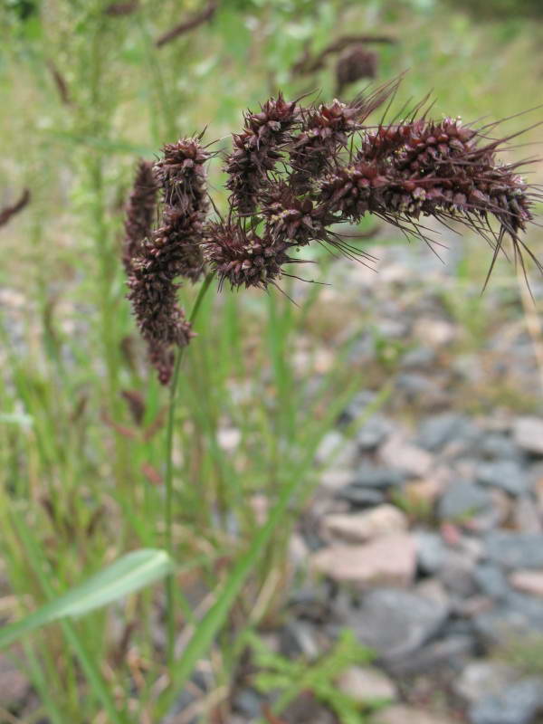 Echinochloa crus-galli+Flora of Bald…