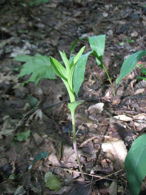 Epipactis helleborine+Flora of Bald…