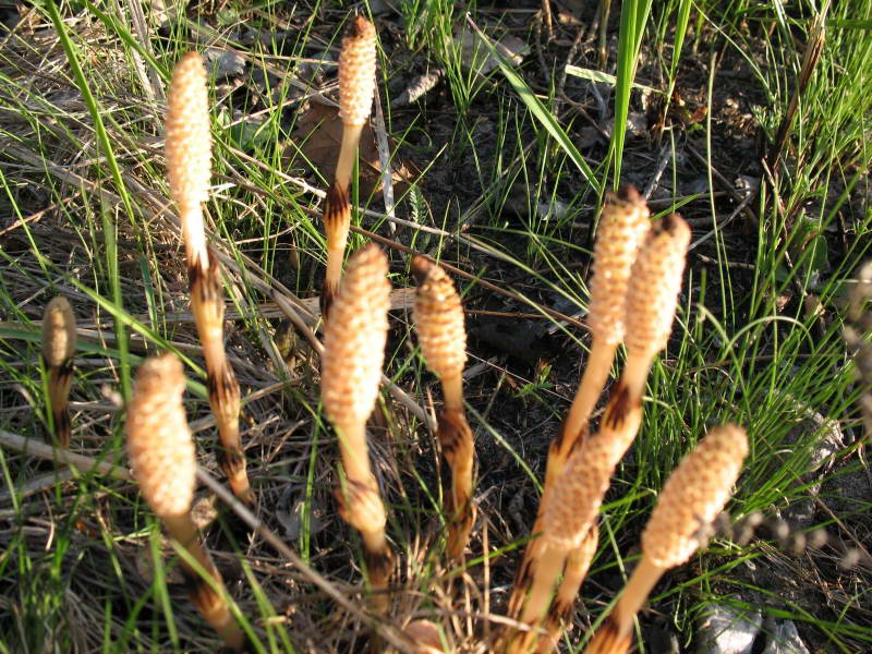 Equisetum arvense+Flora of Bald Mountain