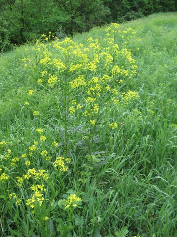 Erysimum aureum+Flora of Bald Mountain