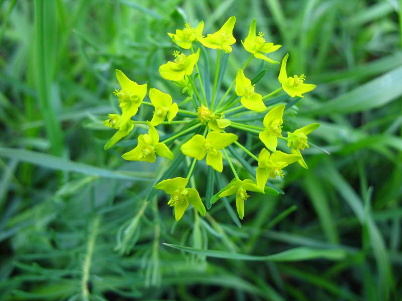 Euphorbia virgultosa+Flora of Bald…