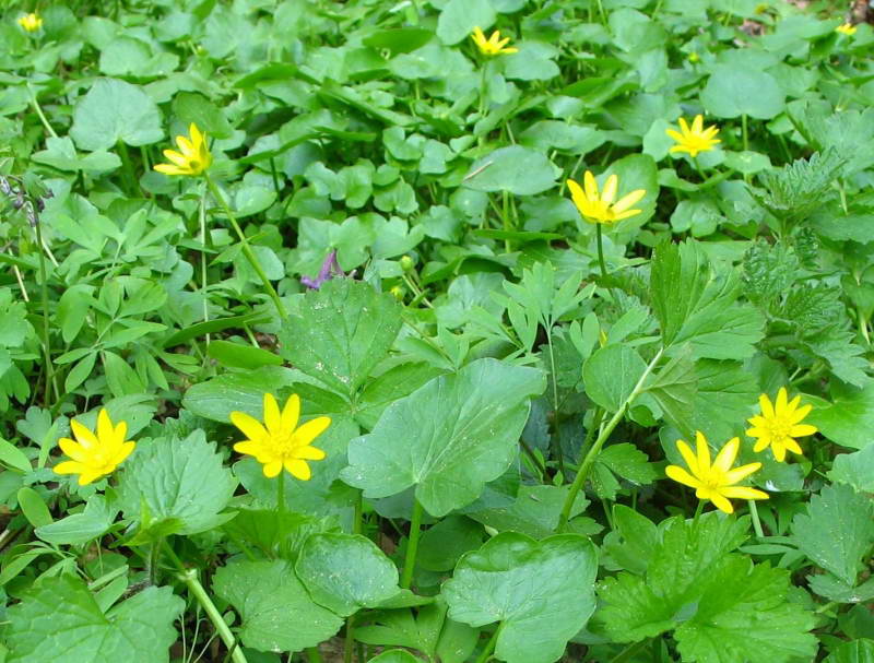 Пшінка (Ficaria verna) +Флора Лисої гори