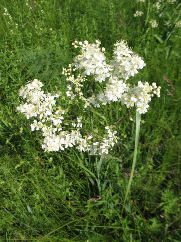 Filipendula vulgaris+Flora of Bald…