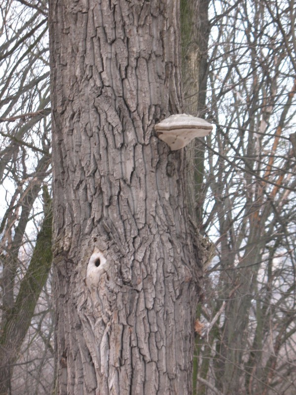 Трутовик настоящий, Fomes fomentarius…