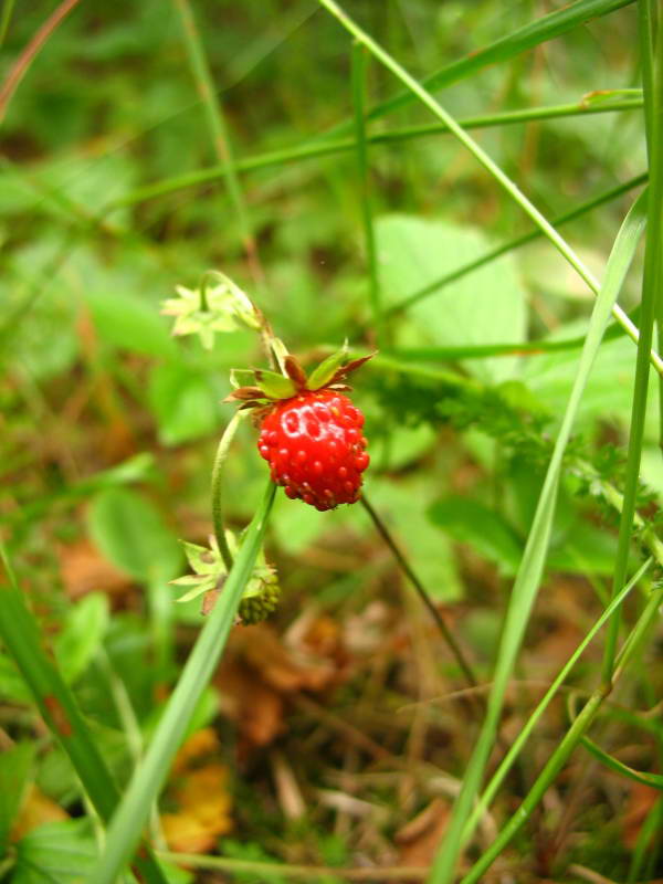 Fragaria vesca+Flora of Bald Mountain