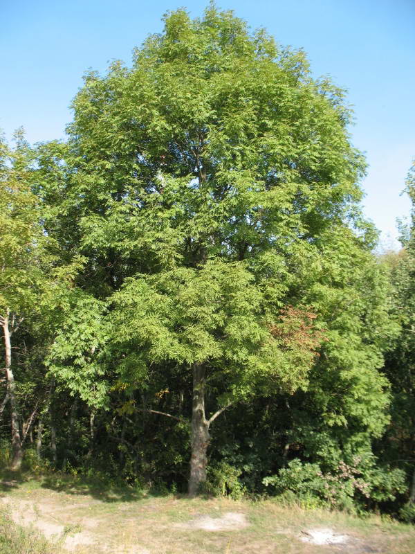 Fraxinus excelsior+Flora of Bald…