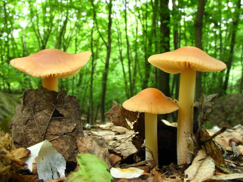 Basidiomycota+Flora of Bald Mountain