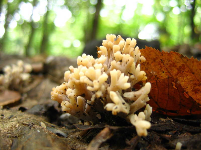 Ramaria+Flora of Bald Mountain