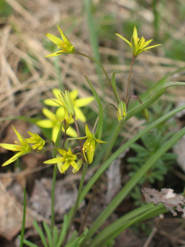 Зірочки червоніючі (Gagea erubescens)…