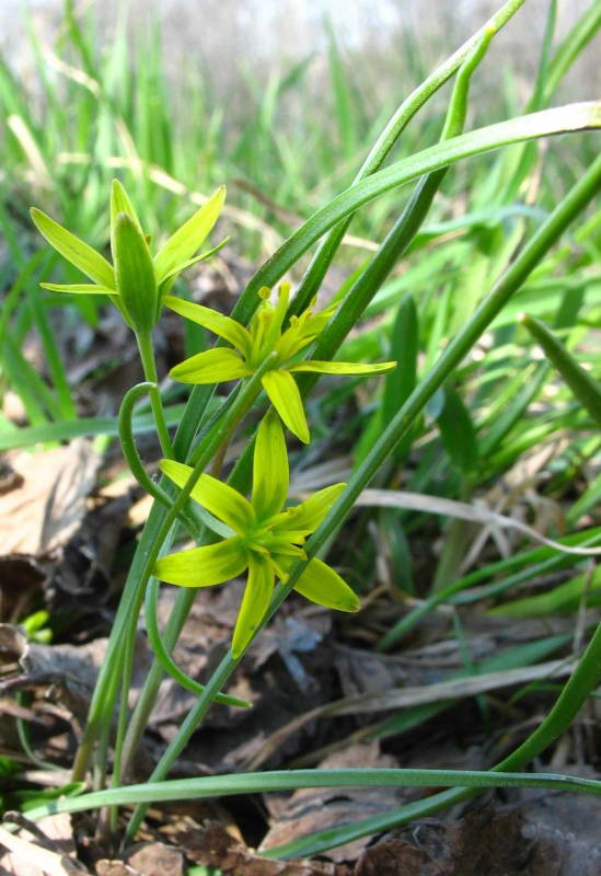 Gagea pusilla+Flora of Bald Mountain