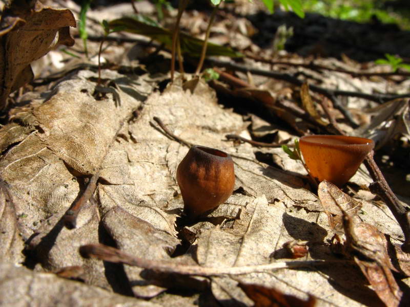 Весняні гриби-гастероміцети…