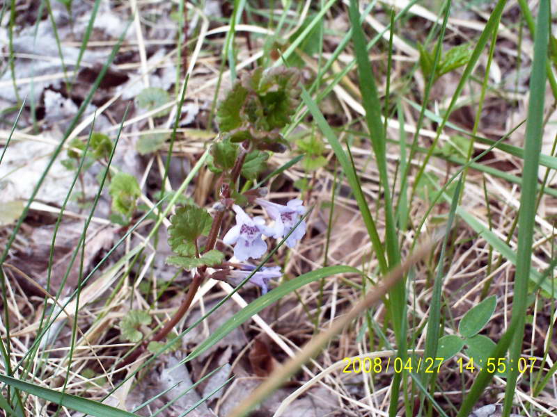 Glechoma hederacea+Flora of Bald…