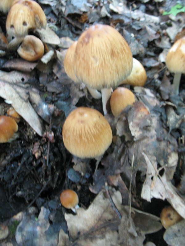 Muschrooms (Basidiomycota)+Flora of…